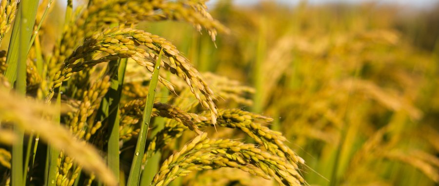 AGע�������(�й�)������ҳ